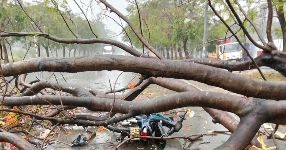 Cây xanh ngã đổ đè xe máy, thiếu nữ 16 tuổi tử vong