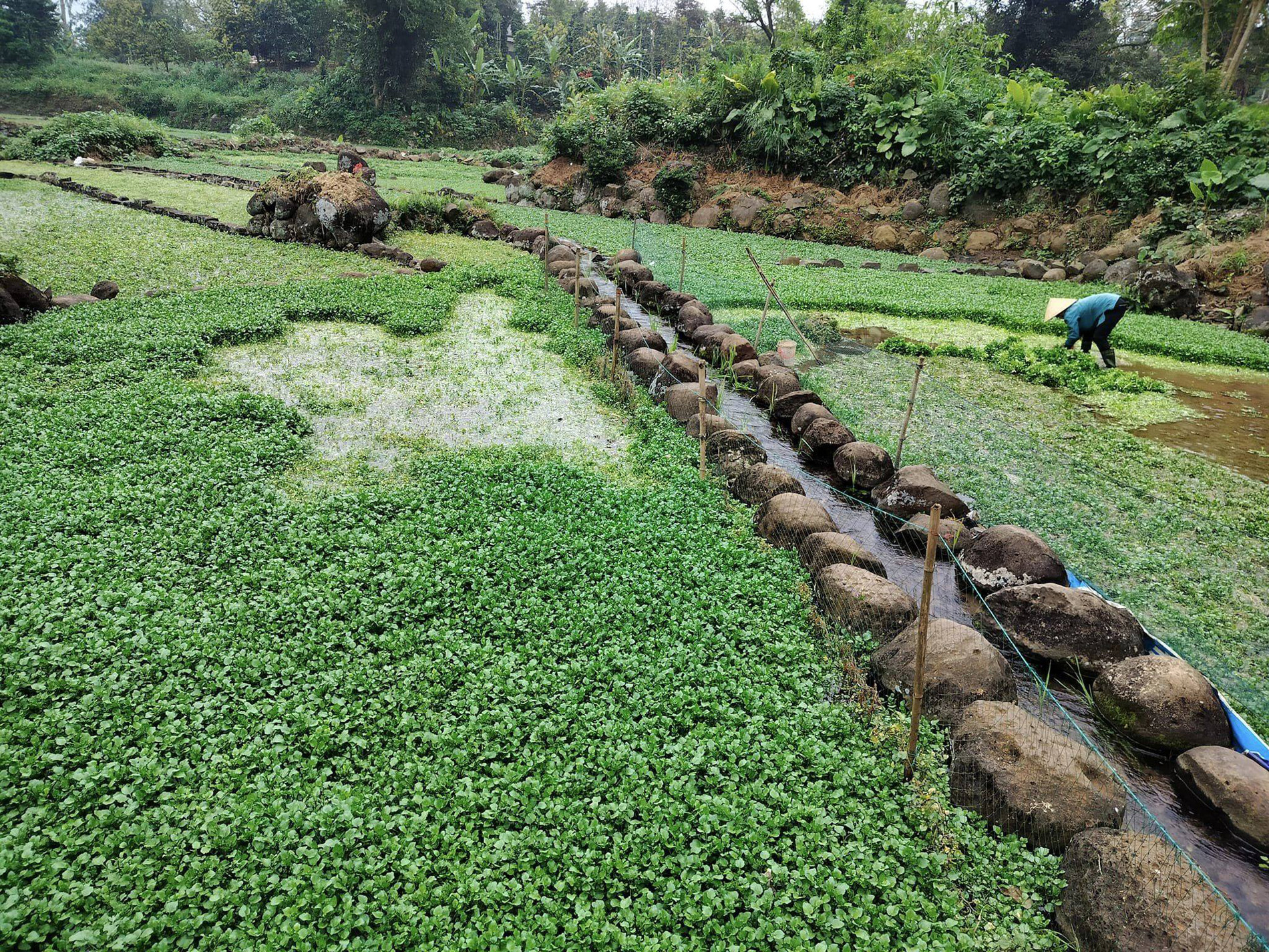 Giếng cổ Gio An 6.jpg