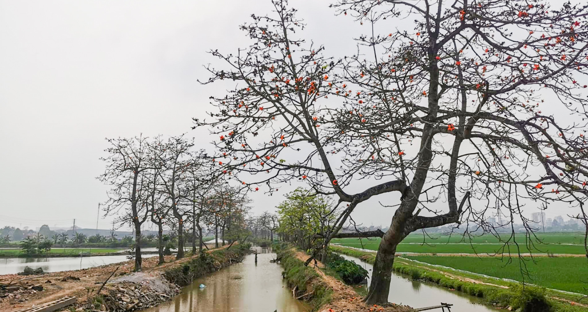 Hàng cây hoa gạo nổi tiếng bị chặt cành sau khi cấm thu phí gây bức xúc mạnh
