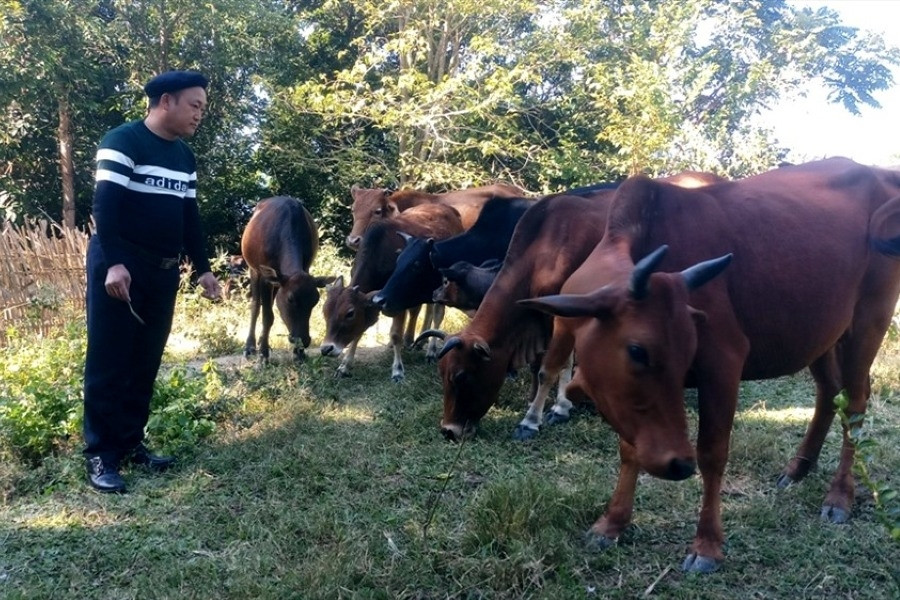 Bí thư chi bộ vượt khó làm giàu, tặng bò cho người nghèo phát triển kinh tế