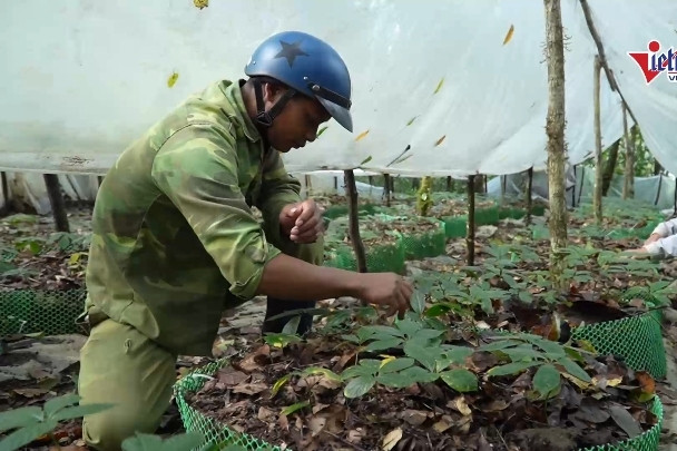 Măng Ri đổi đời nhờ sâm Ngọc Linh