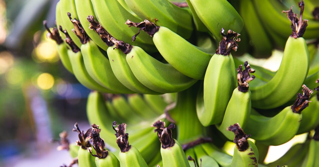 Ba không khi ăn chuối xanh