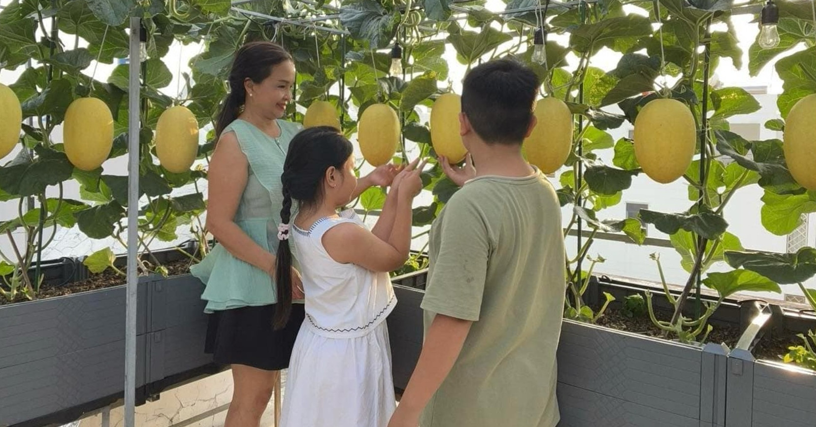 Mẹ đảm TPHCM  biến sân thượng thành vườn dưa sai trĩu, đều tăm tắp