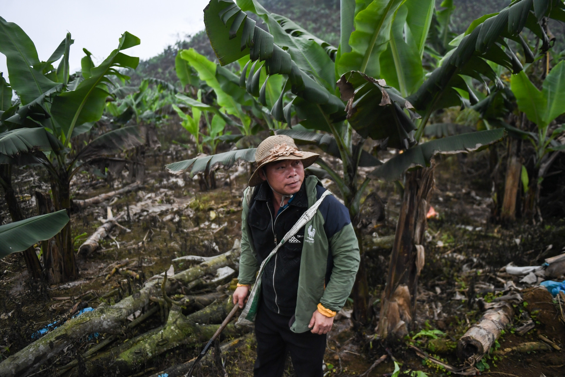 Nông dân bán chuối lãi 300 triệu đồng/năm, chuyện khó tin ở Nậm Chảy