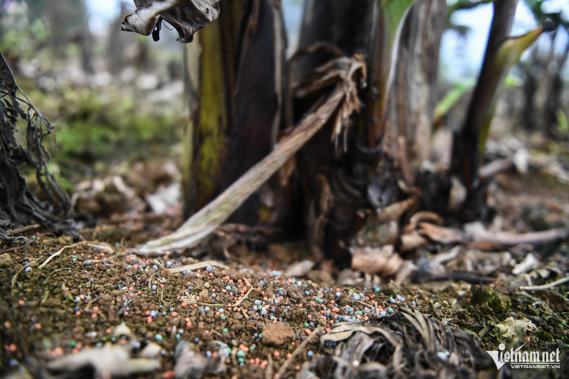 W-dan toc thieu so   lao cai 9.jpg