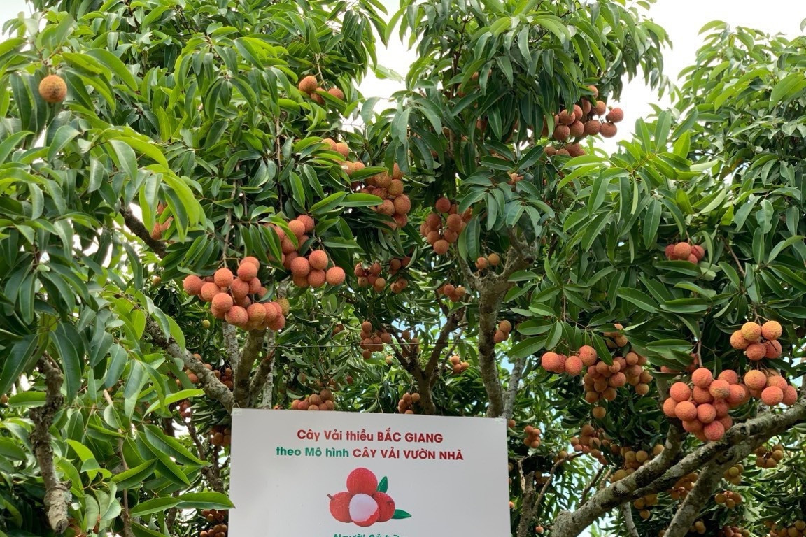 'Bắc Giang gắn với vải thiều, thành tên phường, xã tỉnh mình Bắc Ninh'