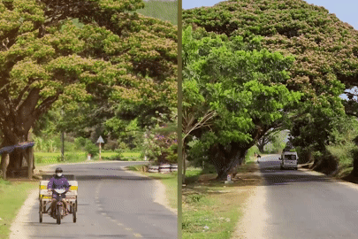 Hàng cây cổ thụ 'khổng lồ' ôm trọn đoạn đường khiến dân mạng thổn thức