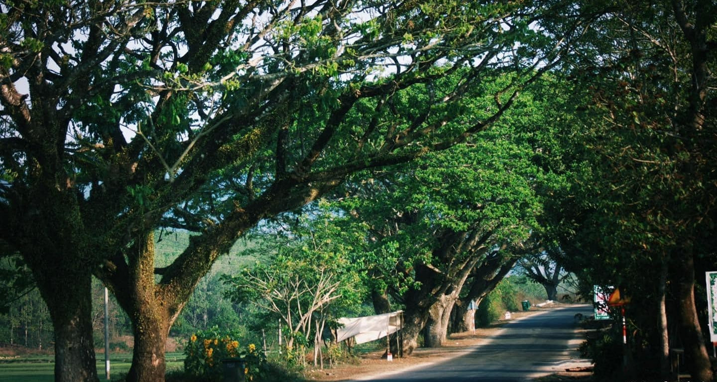 Hàng cây cổ thụ 'khổng lồ' ôm trọn đoạn đường khiến dân mạng thổn thức