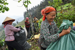 Mường Khương giảm nghèo nhờ loại cây ‘trồng một lần thu cả đời’