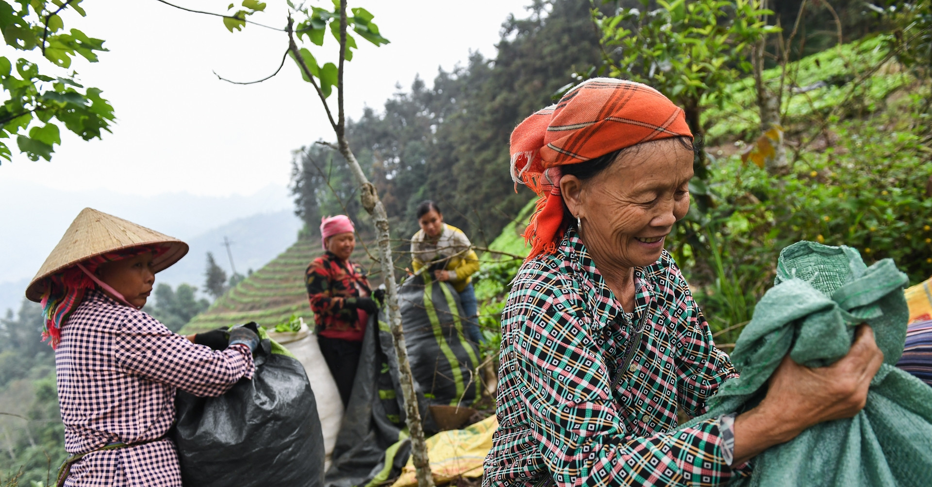 Mường Khương giảm nghèo nhờ loại cây ‘trồng một lần thu cả đời’