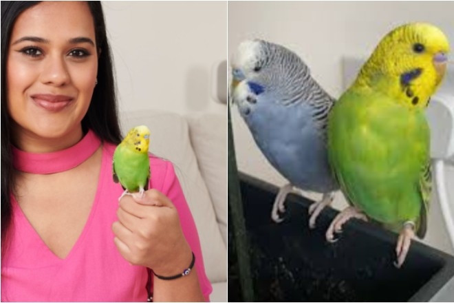 Con vẹt 'lỡ miệng' nói một từ, cô gái tìm ra bí mật động trời của bạn trai