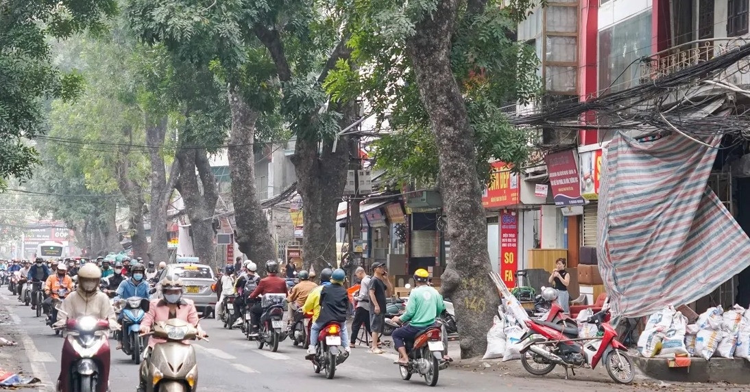 'Số phận' hàng trăm cây lim, xà cừ khi Hà Nội làm đường qua Đống Đa, Ba Đình