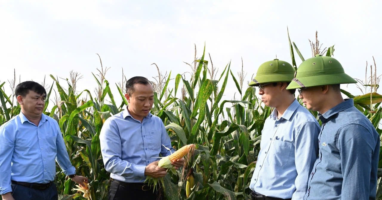 Huyện Hương Khê quyết tâm xóa nhà tạm, phát triển sản xuất