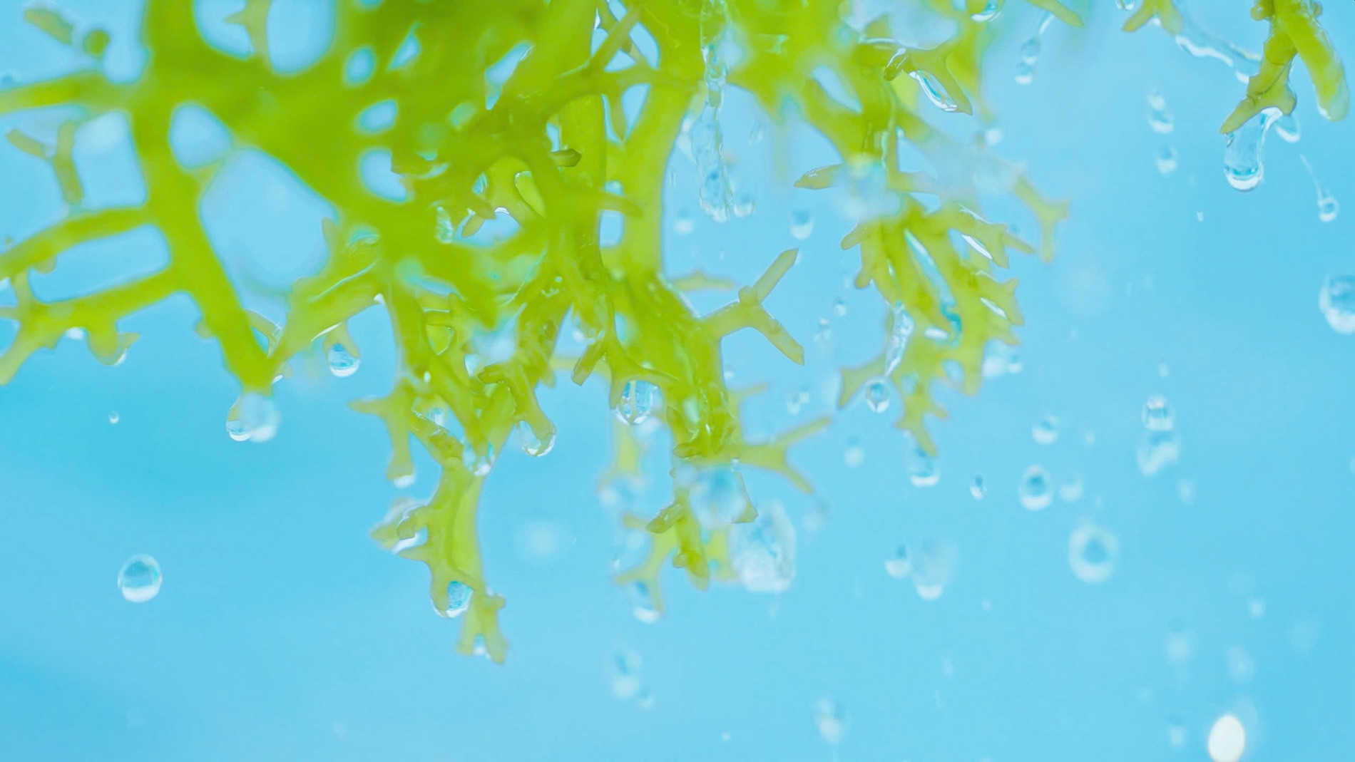 Rong bien sieu duong chat tu thien nhien.jpg