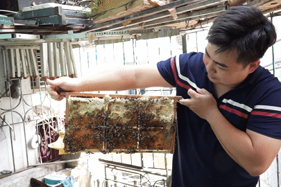 Chàng trai nuôi 5 đàn ong làm 