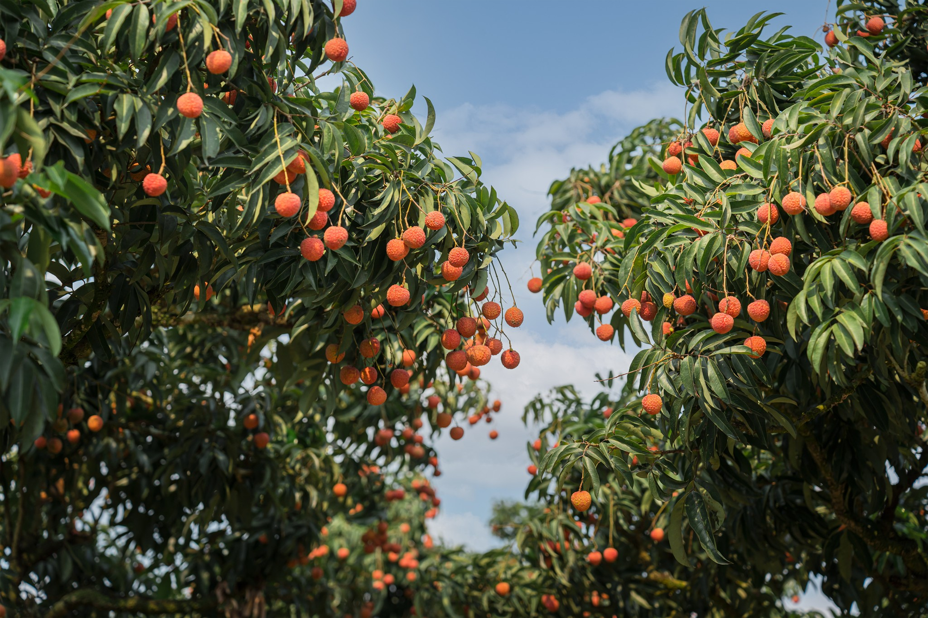 vải thiều thanh hà.png