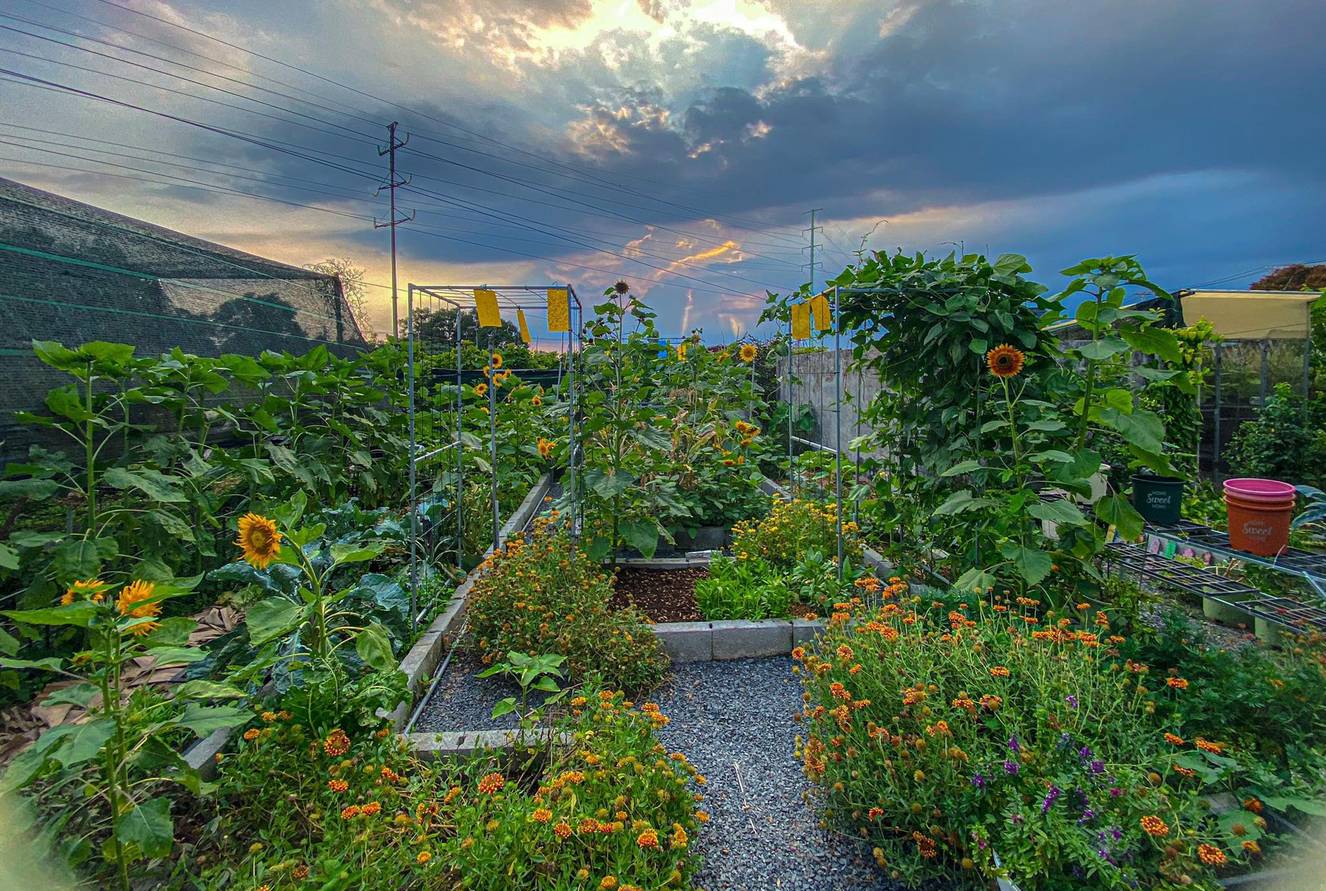 Mẹ đảm ở TPHCM làm vườn 100m2 'nhàn tênh' nhờ chiêu đặc biệt