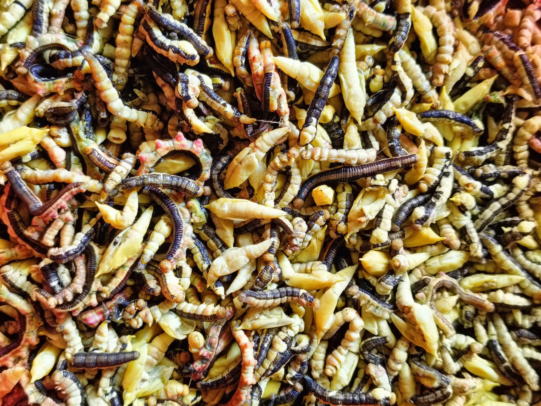 sâu muồng Thiên hè.jpg