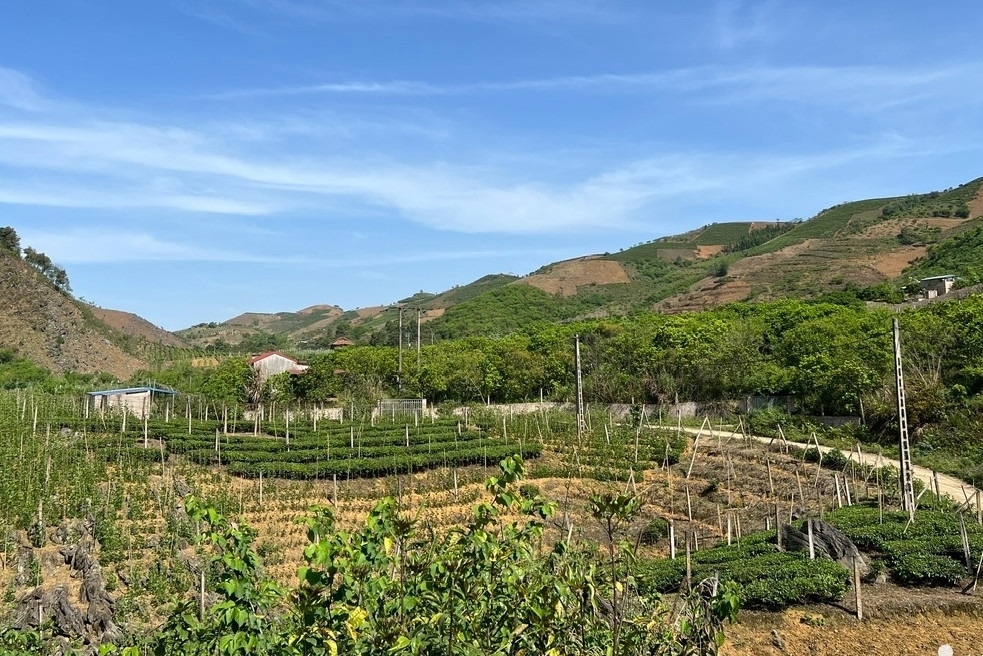 Trồng rau quả trái vụ ở vùng đồi núi, người Sơn La không có hàng để bán