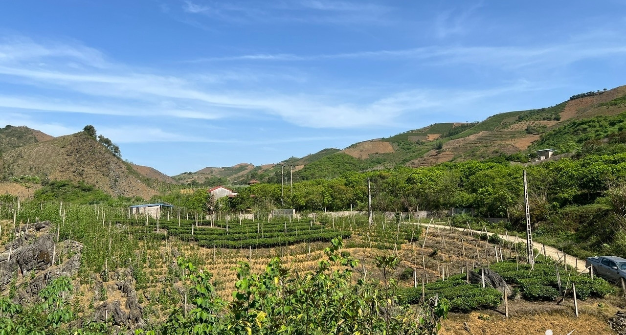 Trồng rau quả trái vụ ở vùng đồi núi, người Sơn La không có hàng để bán