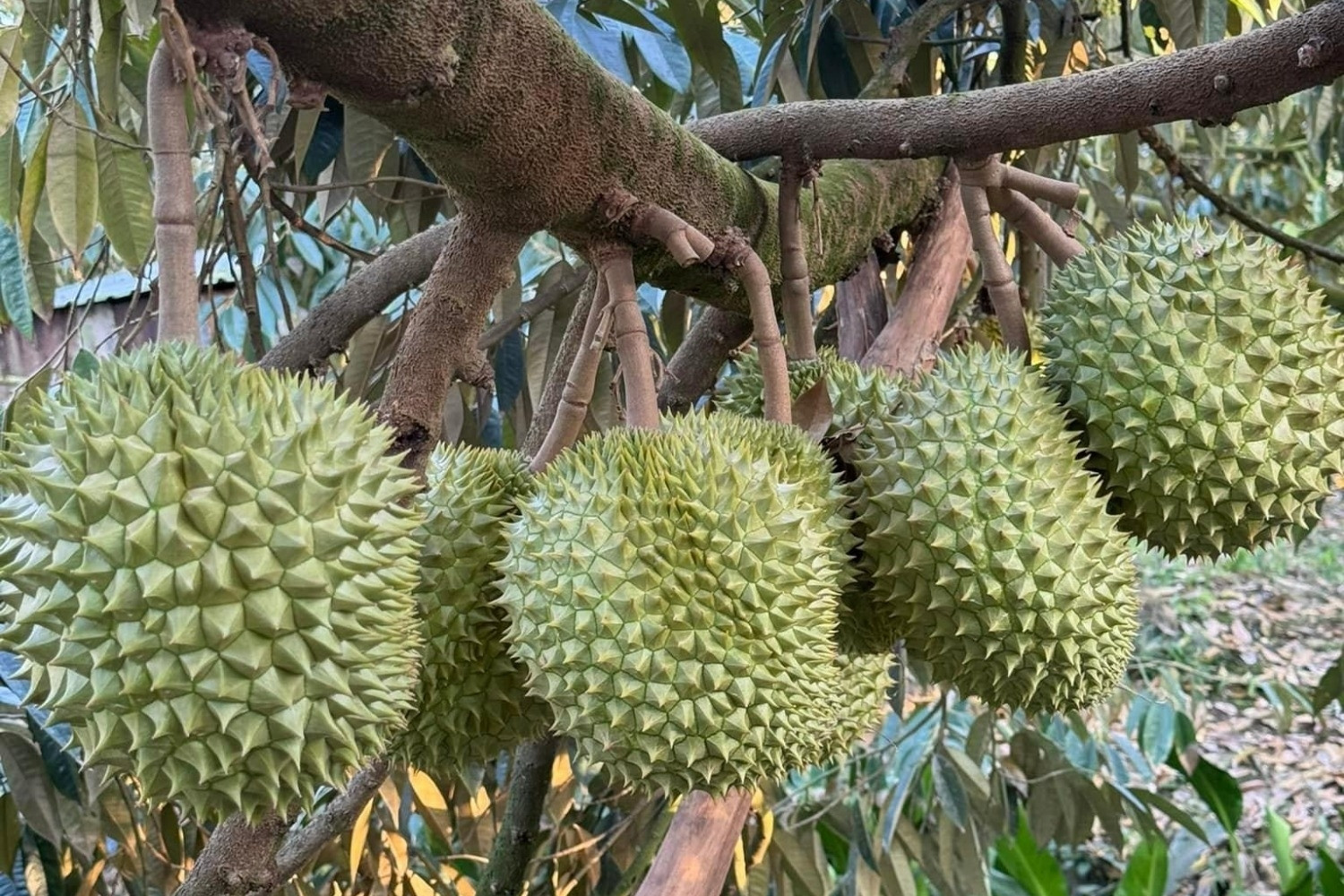 Đăng ký bảo hộ sở hữu trí tuệ mất vài năm, DN đành làm ở nước ngoài