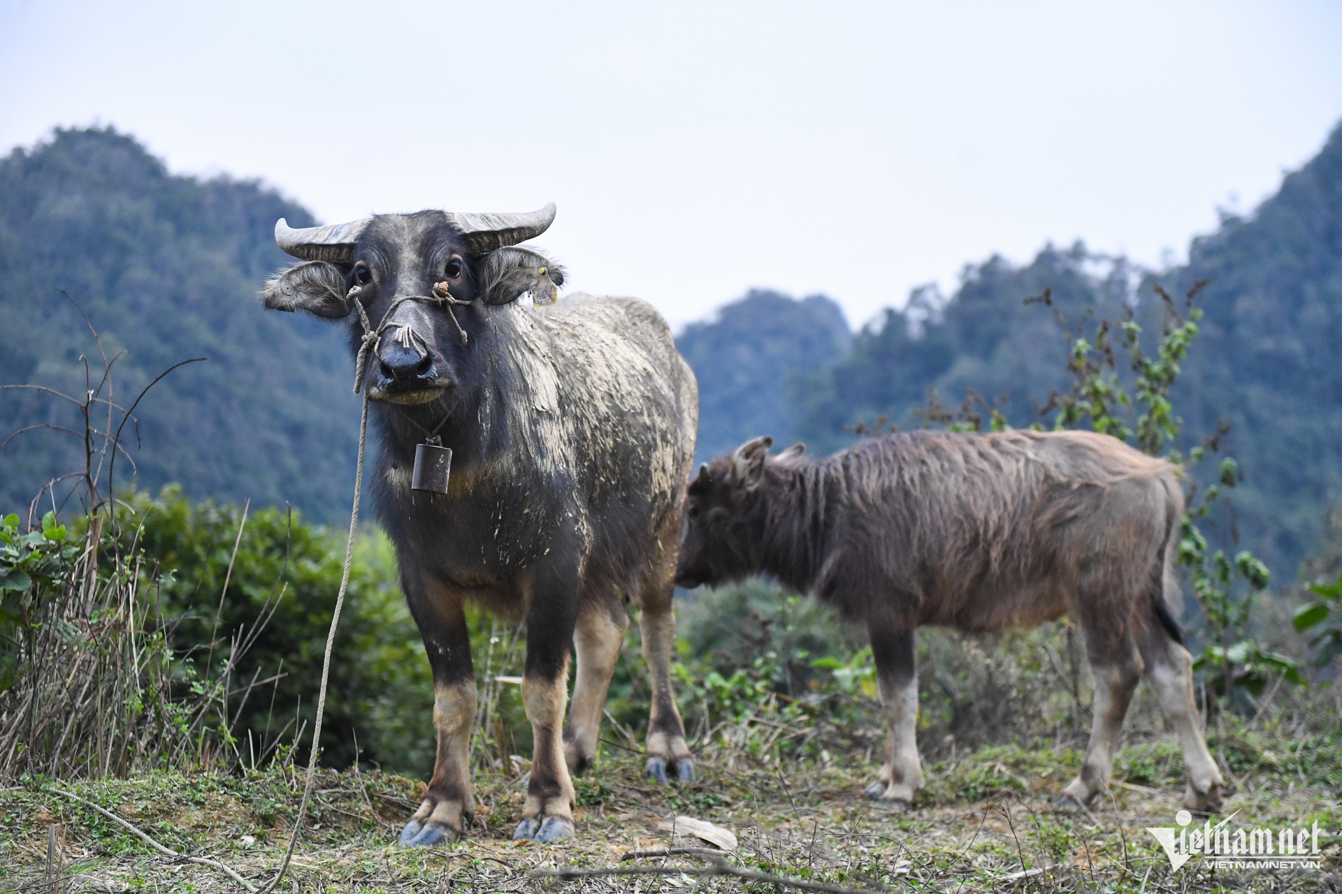 W-Mo hinh nuoi trau bo.jpg