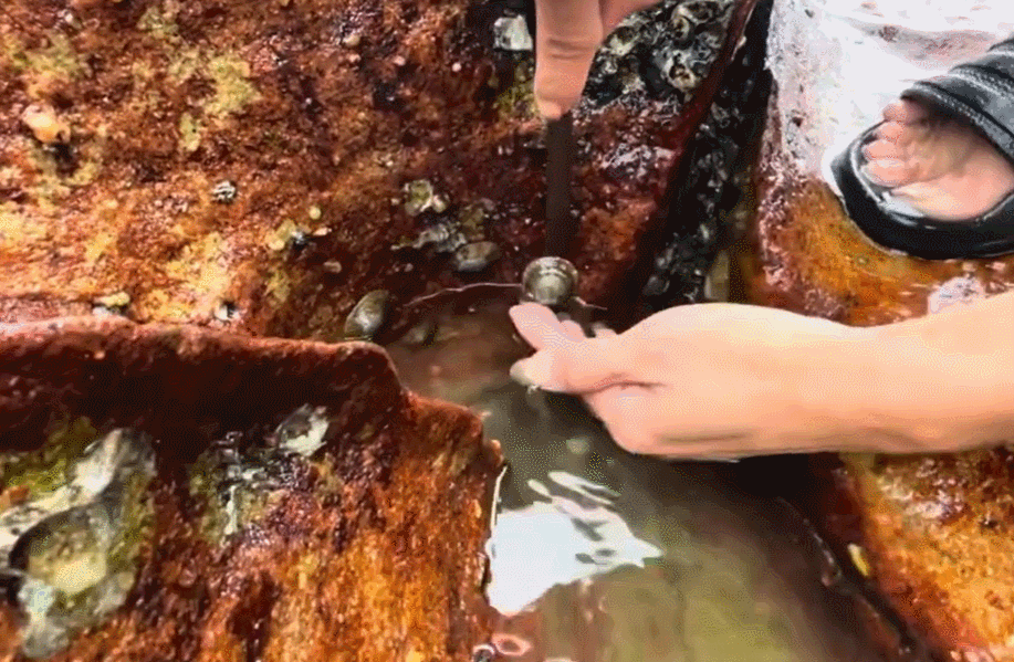 Đặc sản Côn Đảo tên 'ngượng đỏ mặt', ăn giòn sần sật, ngon như bào ngư