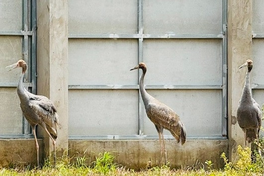 Đồng Tháp đưa 6 con thuộc 'loài chim cao nhất biết bay' từ Thái Lan về Tràm Chim