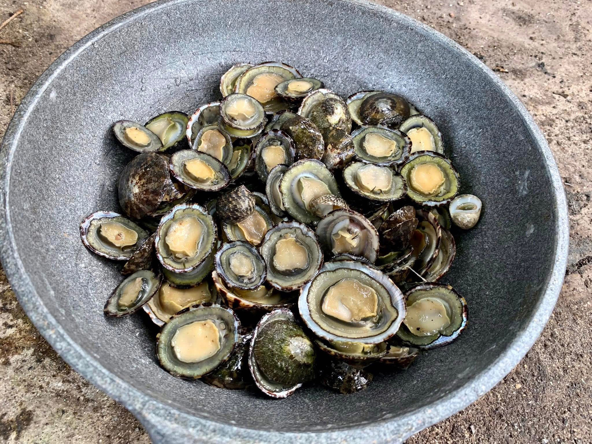 ốc vú dẹt 1.jpg