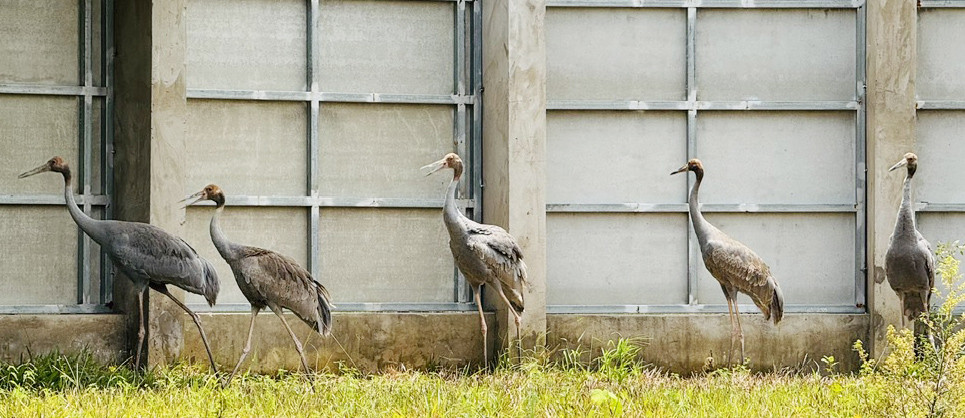 Sếu đầu đỏ.jpg