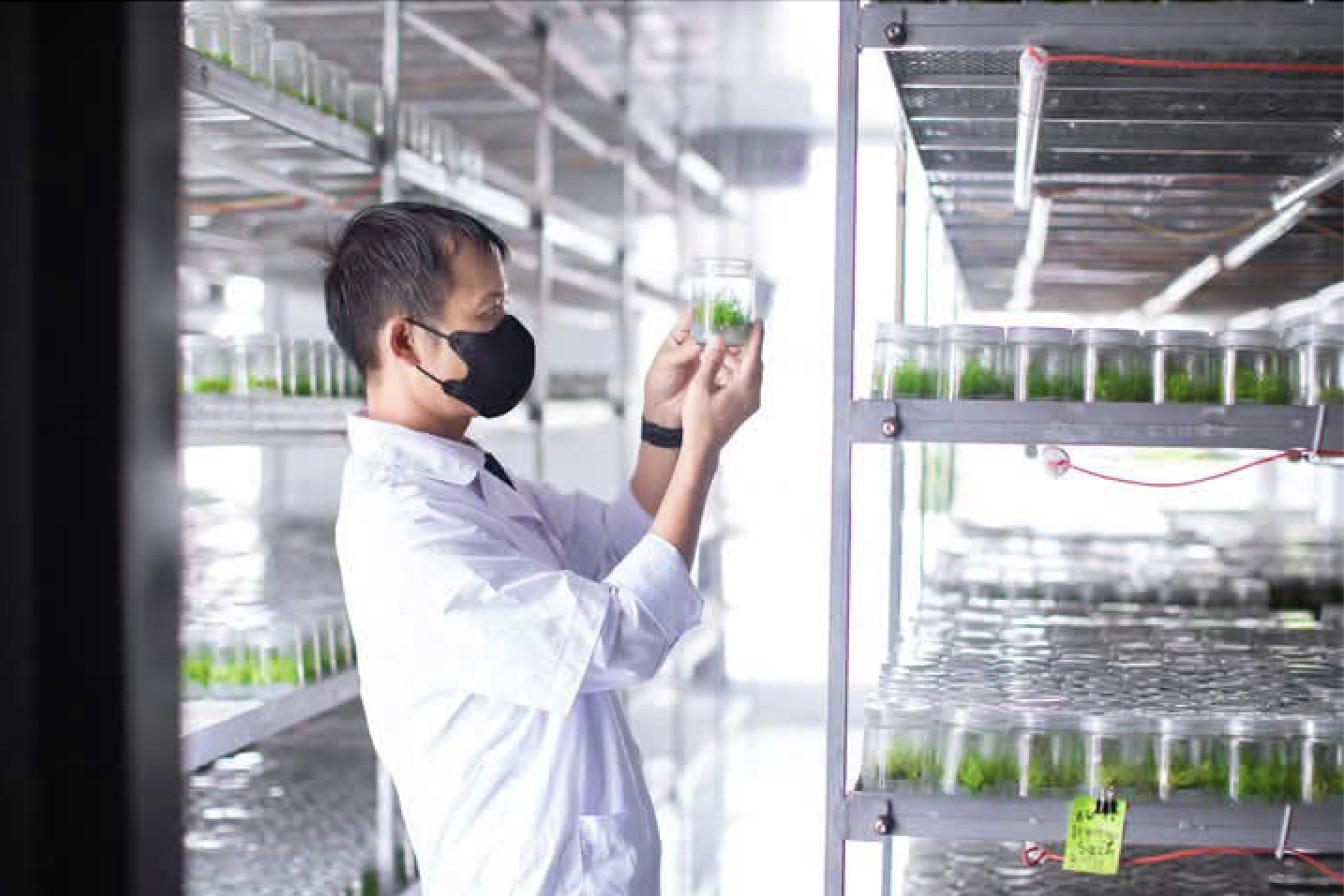 Gia Lai: cải thiện chất lượng giống cây lâm nghiệp với công nghệ nuôi cấy mô