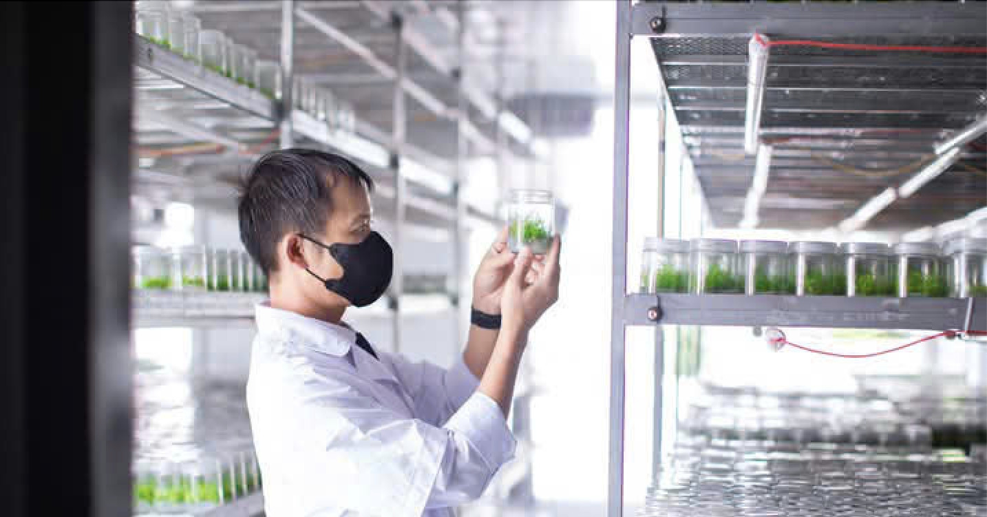 Gia Lai: cải thiện chất lượng giống cây lâm nghiệp với công nghệ nuôi cấy mô