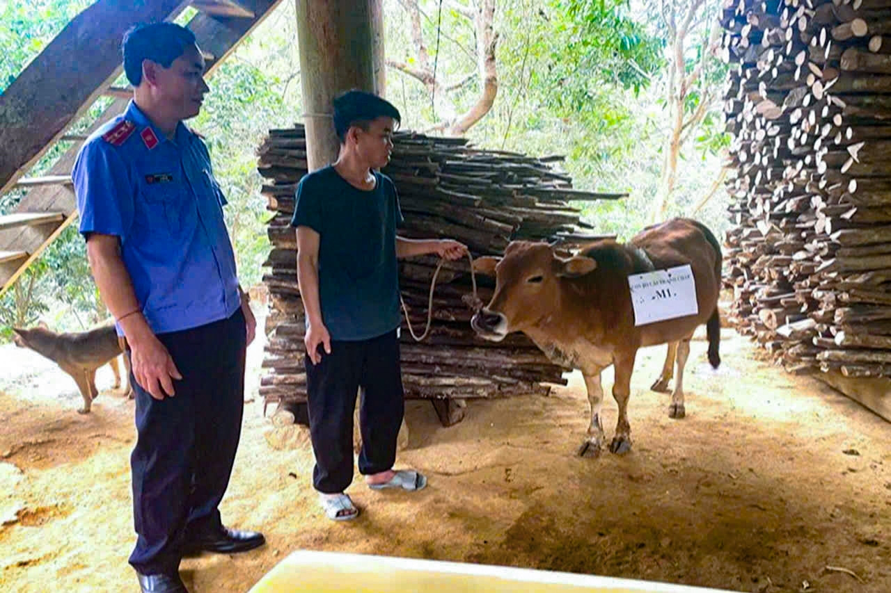 Ly kỳ 2 nhà đưa bò đi xét nghiệm ADN, chi phí 'chát' hơn giá con bò