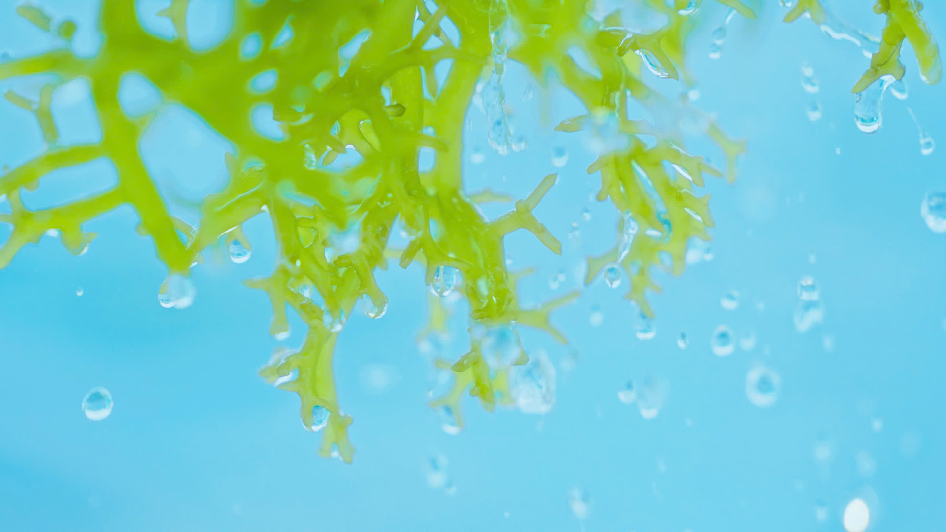 Rong sun thien nhien (1).jpg