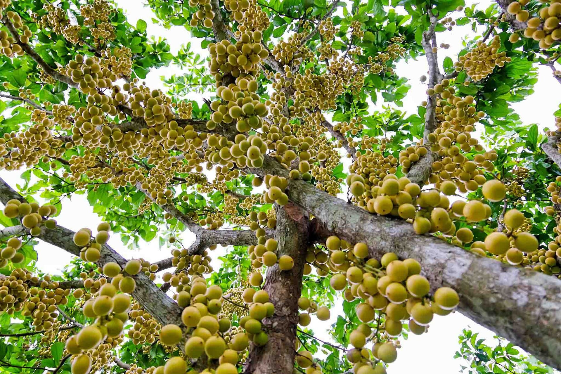 Quả đặc sản mọc chi chít từ gốc tới ngọn, chín vàng ở An Giang