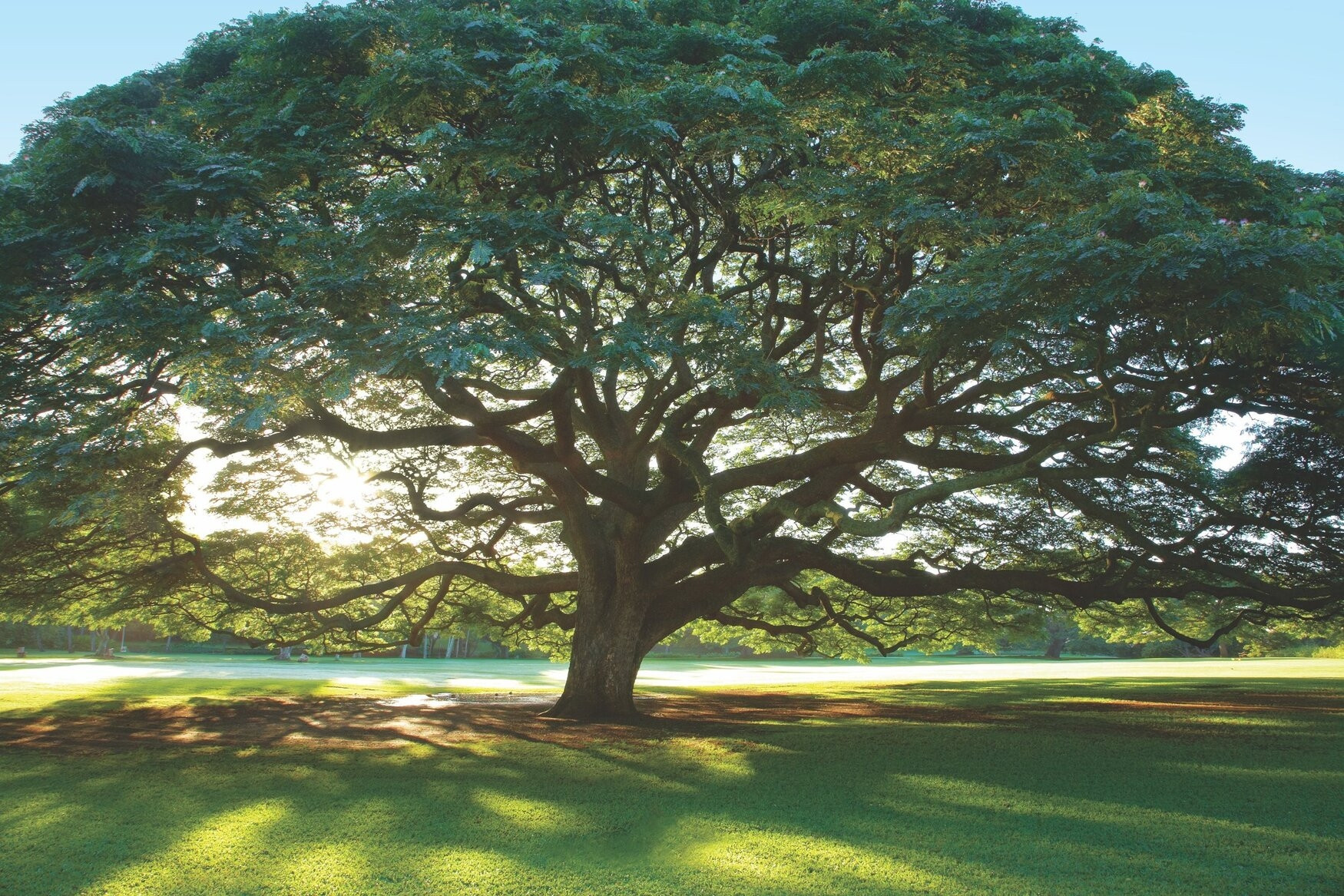 Cây me tây khổng lồ hơn 130 năm tuổi 'hái ra tiền' ở Hawaii