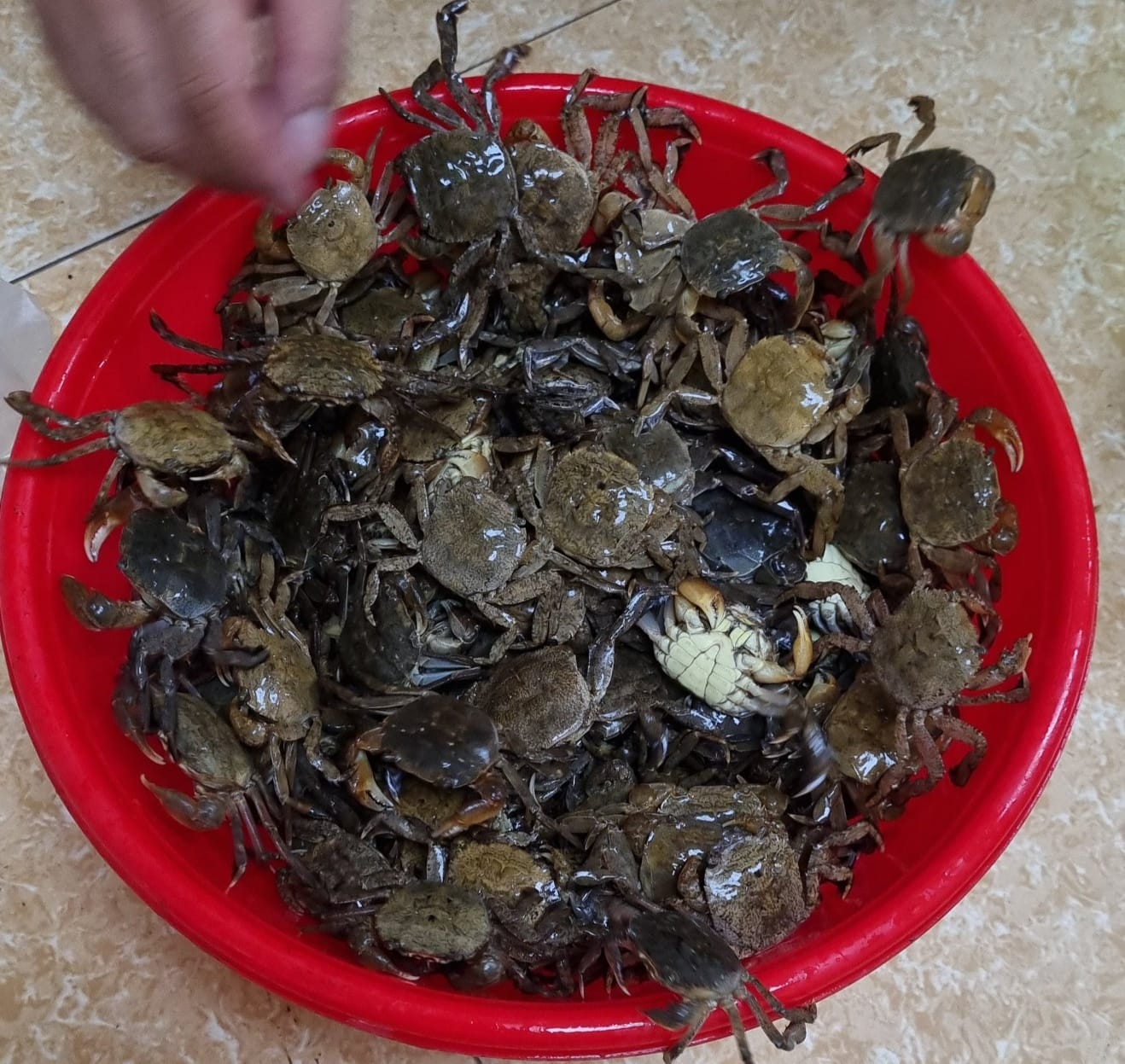 con rạm Thơm Nguyễn Thị.png