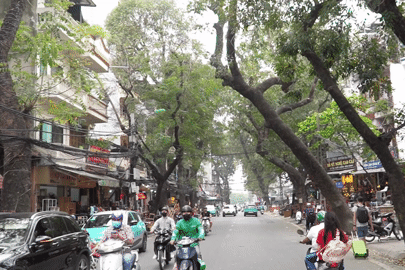 Hàng cây cổ thụ trước ngày di dời để mở đường ‘đắt nhất hành tinh’