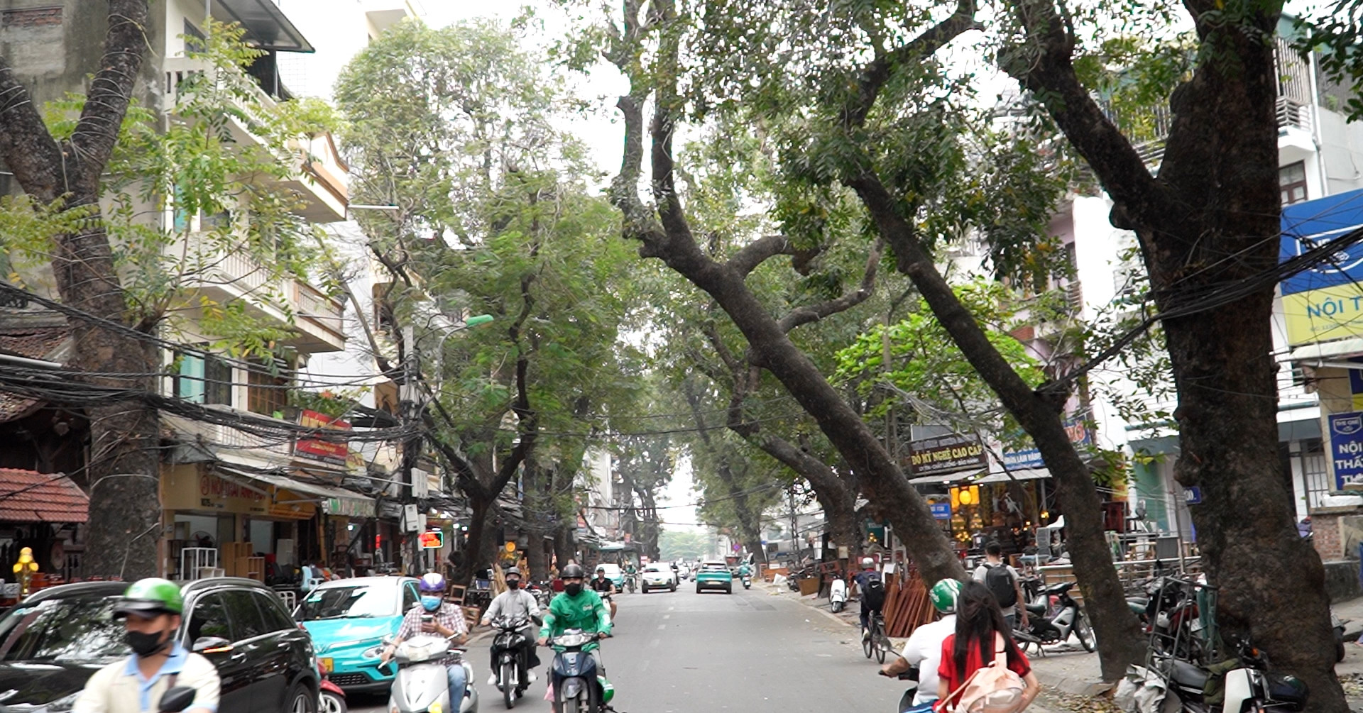 Hàng cây cổ thụ trước ngày di dời để mở đường ‘đắt nhất hành tinh’