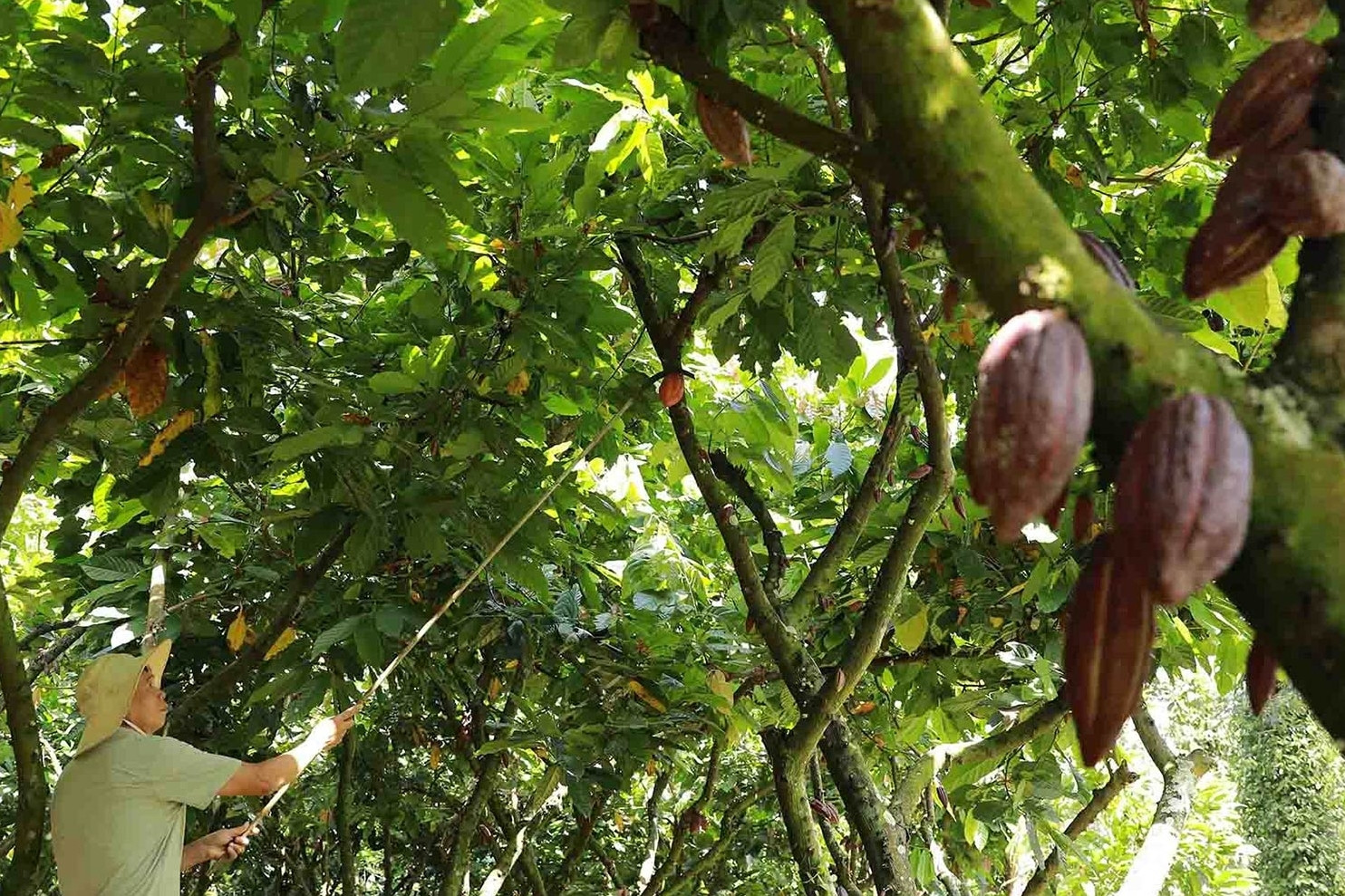 Loại cây ‘hái ra tiền’ ở vùng đất Tây Nguyên