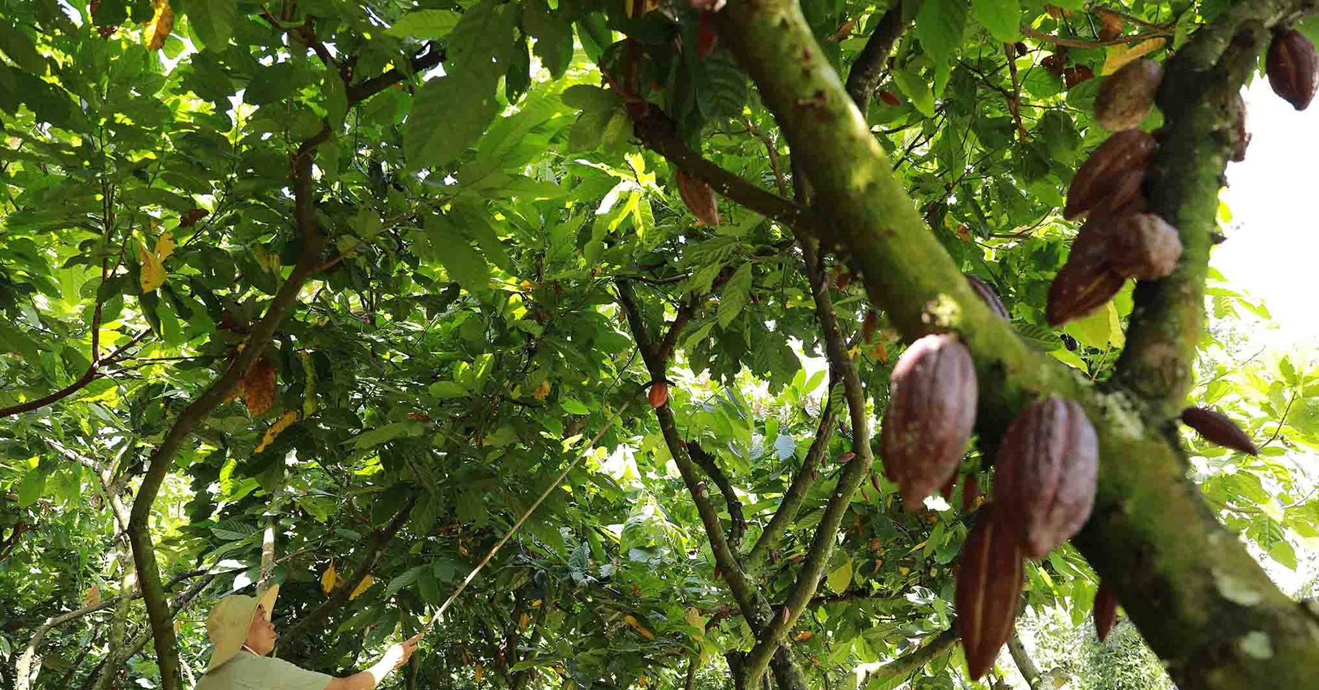 Loại cây ‘hái ra tiền’ ở vùng đất Tây Nguyên