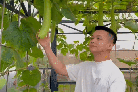 Giám đốc ở TPHCM làm vườn sân thượng sum sê, trồng loại quả 'ngọt hơn đường'