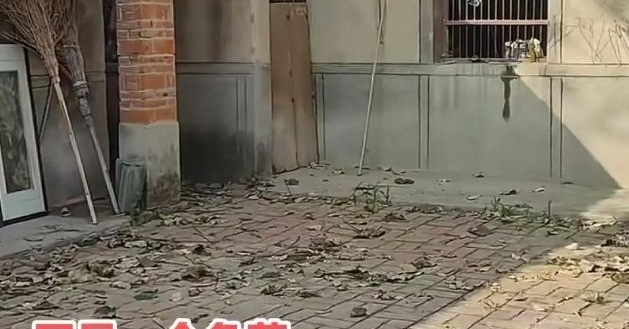 Trở về nhà sau 4 năm ông mất, cháu gái rơi nước mắt vì cảnh trước sân