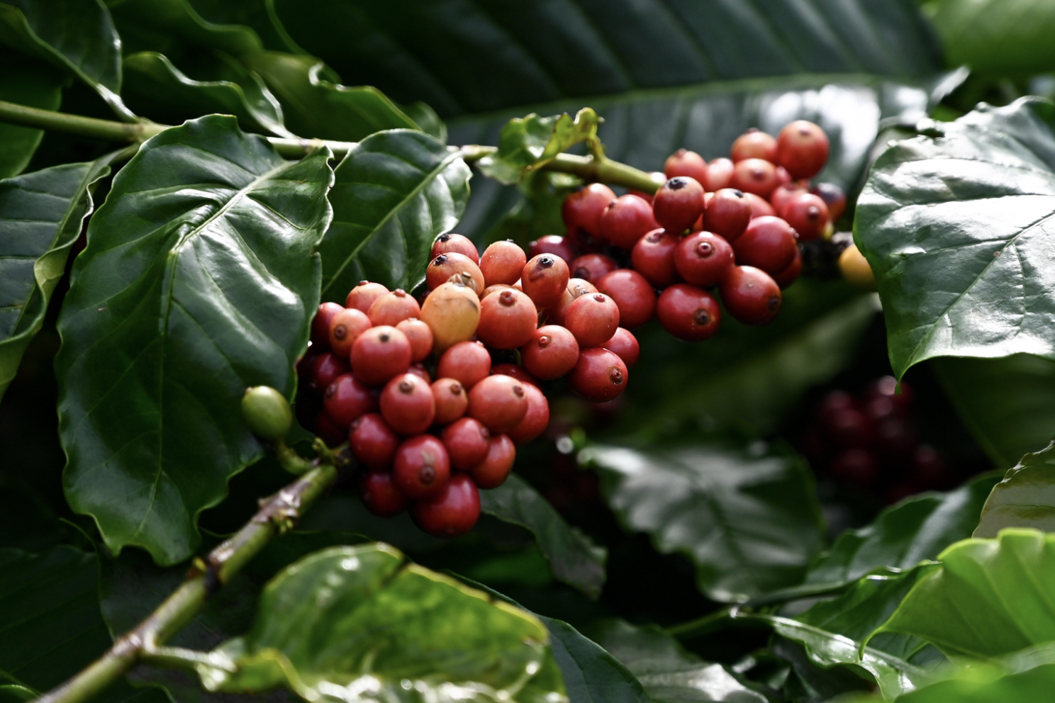 Hạt ‘tỷ đô’ của Việt Nam bị Lào vượt mặt, thành nhà cung cấp số 1 cho Thái Lan