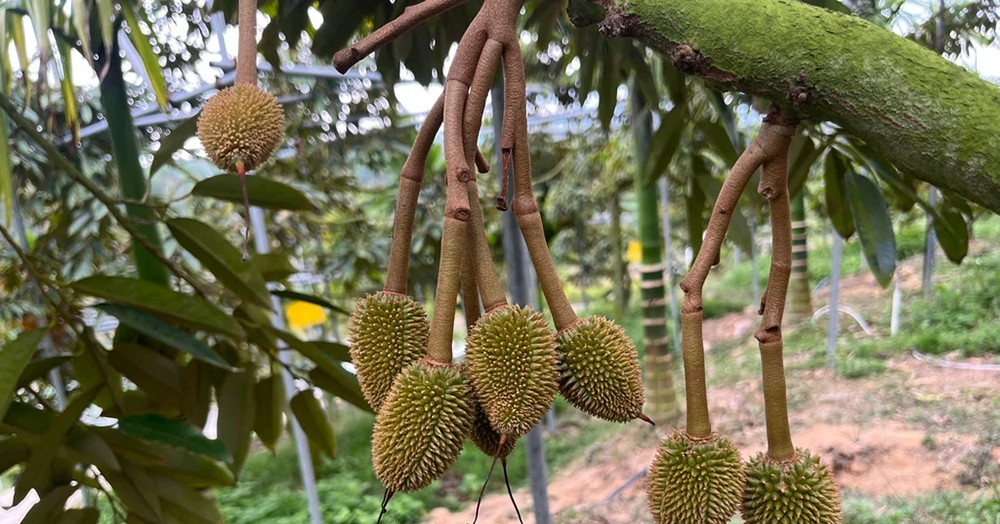 "Vua trái cây" Trung Quốc chờ bùng nổ: Tham vọng tỷ USD liệu có dễ dàng?