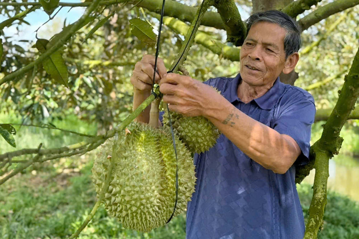 Lão nông miền Tây tiết lộ bí quyết trồng 'cây tỷ đô', đút túi 5 tỷ đồng/năm