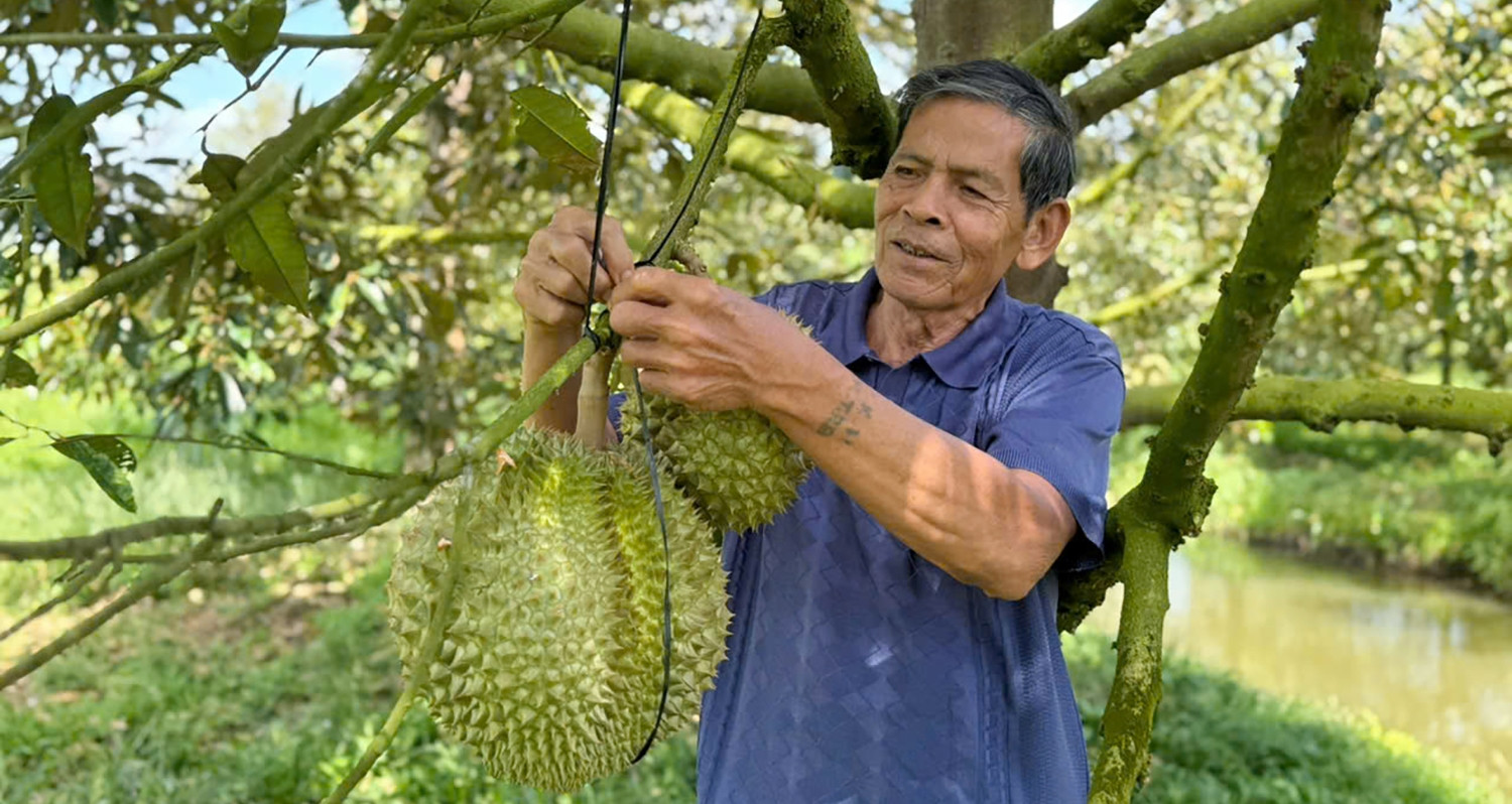 Lão nông miền Tây tiết lộ bí quyết trồng "cây tỷ đô", đút túi 5 tỷ đồng/năm