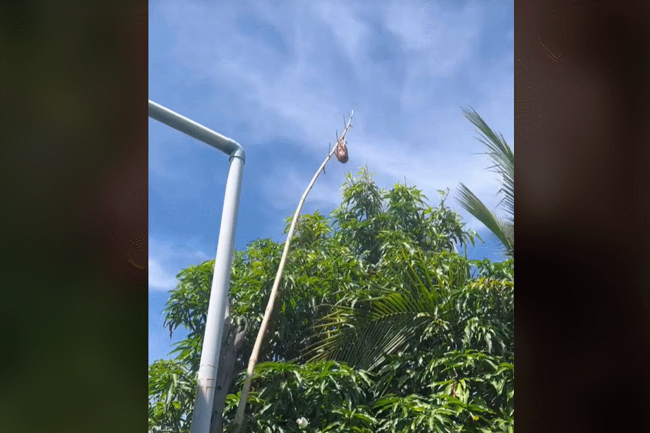 Đặc sản lạ ở Vĩnh Phúc cho kiến bu kín, đốt càng nhiều ăn càng ngon