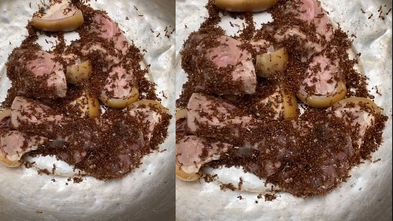 dsc645200002935still001 1625197786298.png