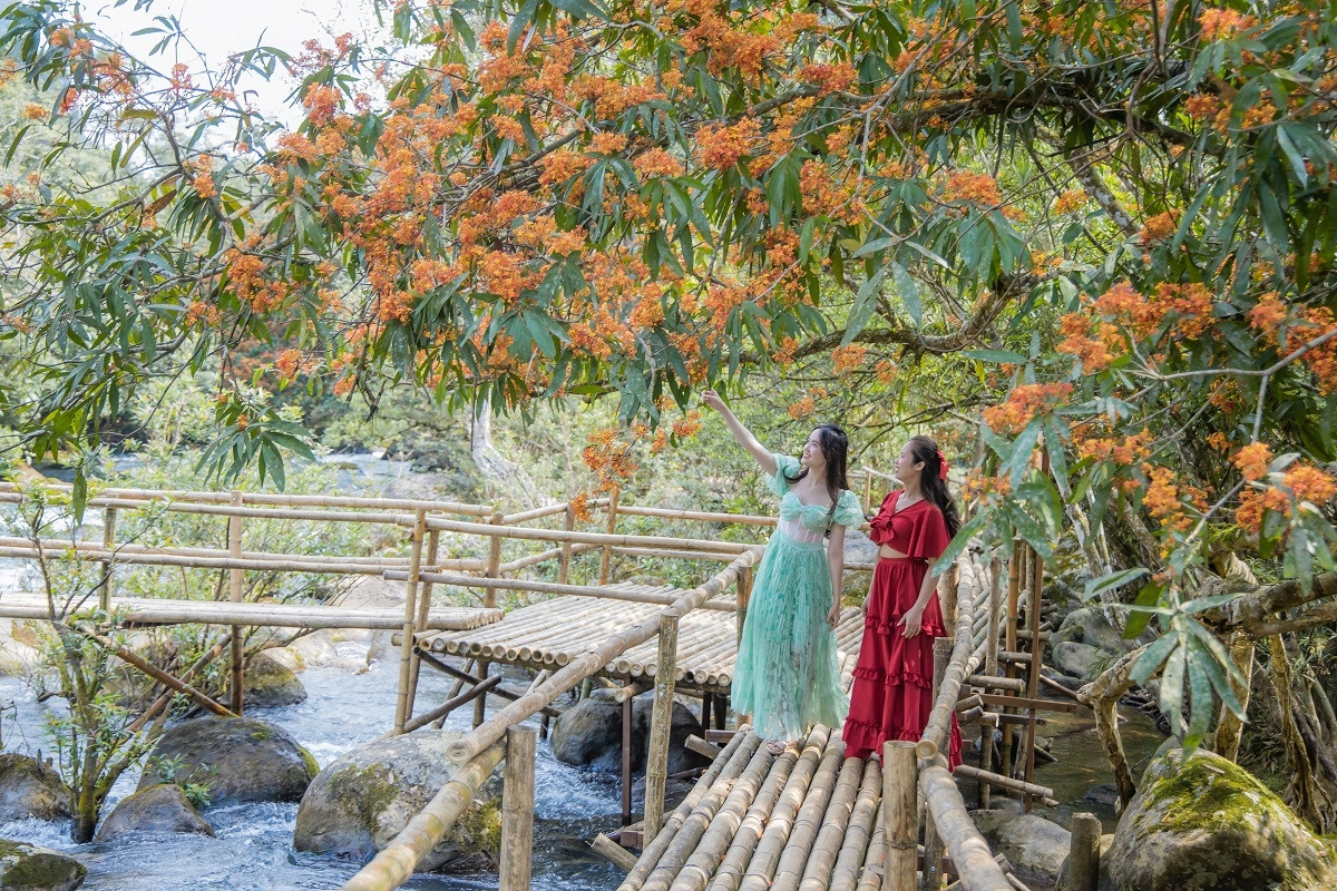 Hoa vô ưu bung nở bên suối ở Phong Nha - Kẻ Bàng, du khách mê mẩn chụp ảnh